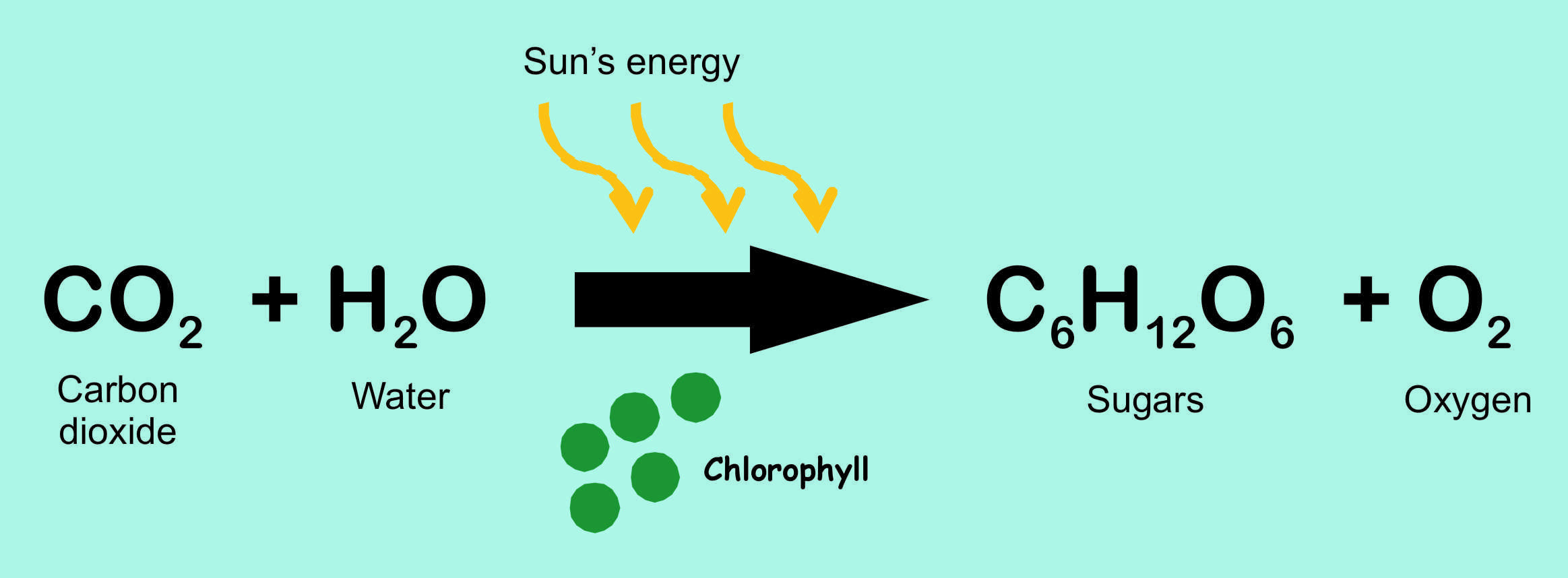 Photosynthesis Equation.jpg